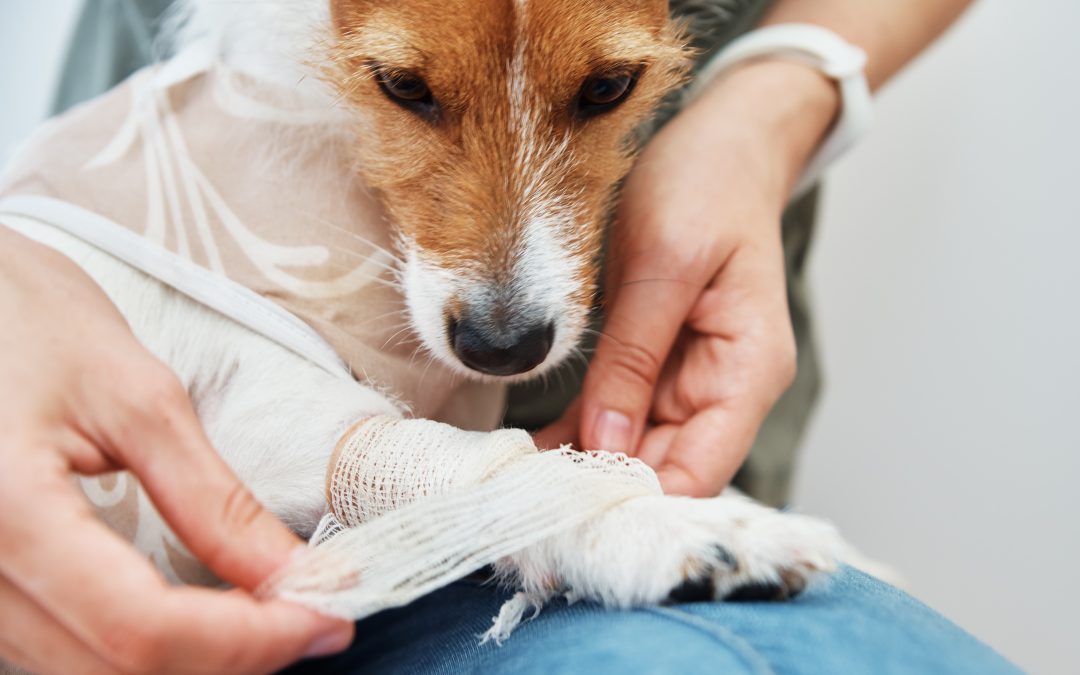 Paw-sible Emergencies: Essentials for Your Pet First Aid Kit