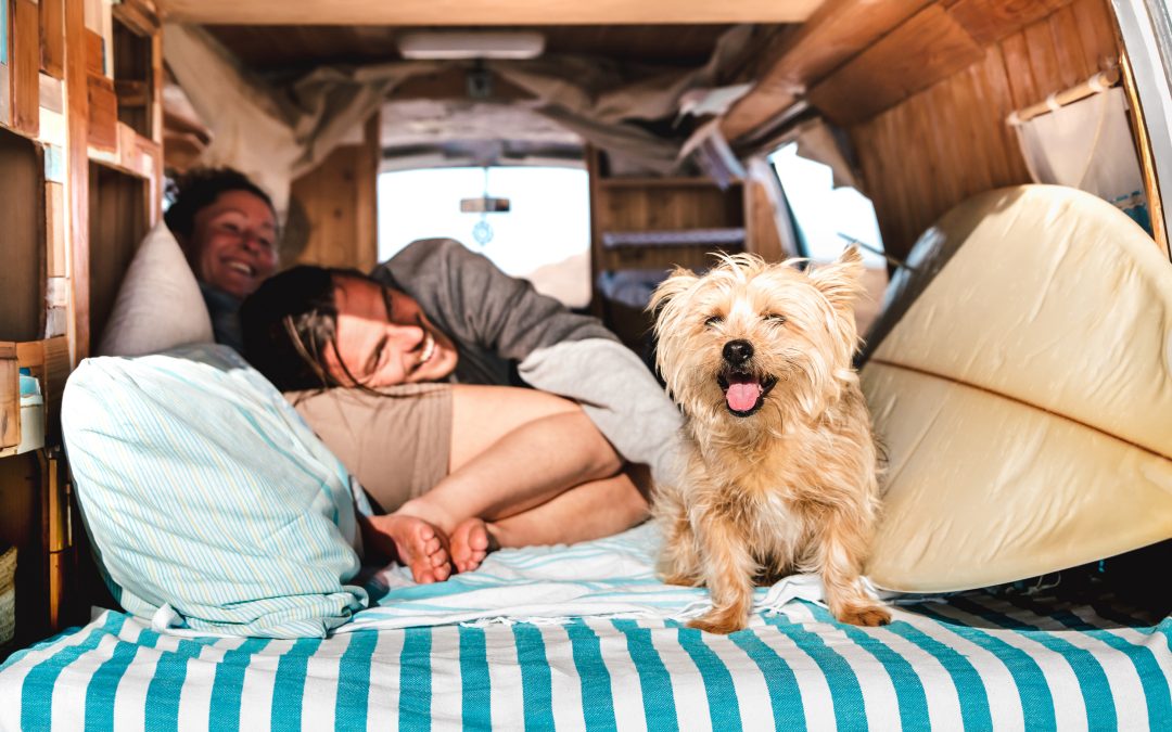 Road Trips and Wagging Tails: A Guide to Pet-Friendly Travel Essentials