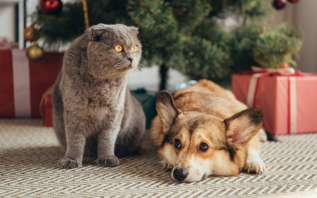 Woof, Meow, and Cheers: Making Pet Holidays a Tradition