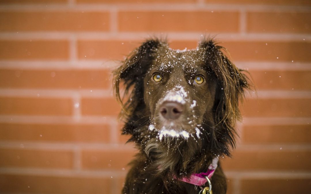 Six Strategies to Keep Your Dog Moving in the Winter